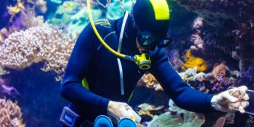 How to Work at an Aquarium: The Basics Explained