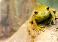Largest Study of Its Kind Reveals Secrets of Reptile, Amphibian Aging