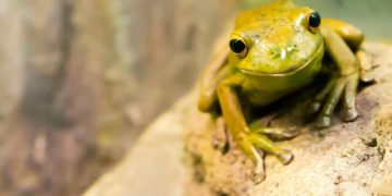 Largest Study of Its Kind Reveals Secrets of Reptile, Amphibian Aging