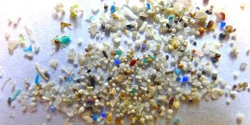 Viruses Extend Their Lives by Hitching a Ride On Microplastics