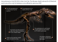 INTERACTIVE gorgosaurus dinosaur auction
