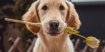 Wondering how to start training your dog? This bundle could fetch some great results.