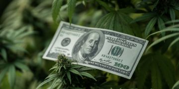 Business Opportunities In The CBD Industry