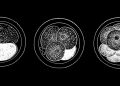 Dioseve wants to help infertile people with tech that grows egg cells – TechCrunch