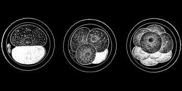 Dioseve wants to help infertile people with tech that grows egg cells – TechCrunch