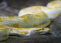 Hunting Pythons In Florida, For Profit And Therapy
