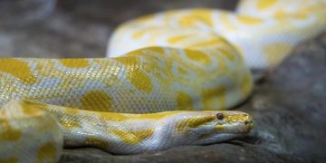Hunting Pythons In Florida, For Profit And Therapy