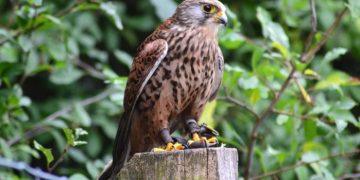 Kestrel: The Microsoft web server you should be using