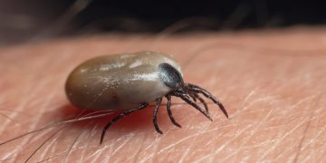 Lyme Disease Is Surging in Parts of the U.S., Insurance Data Suggests