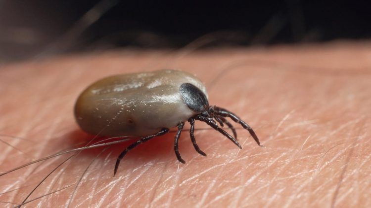 Lyme Disease Is Surging in Parts of the U.S., Insurance Data Suggests