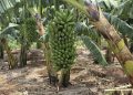 Researchers Embrace Artificial Intelligence to Tackle Banana Disease in Burundi — Global Issues