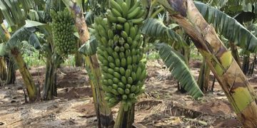 Researchers Embrace Artificial Intelligence to Tackle Banana Disease in Burundi — Global Issues