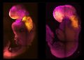 Scientists have created synthetic mouse embryos with developed brains