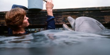 The Navy Put Cameras on Its Dolphins to Study Hunting and Feeding Habits