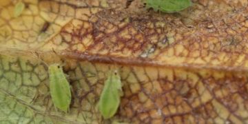 UK researchers making photonic ‘nose’ to monitor crops for pests