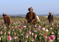 Afghanistan’s drug trade fuels extremism. Europe must act | View
