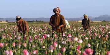 Afghanistan’s drug trade fuels extremism. Europe must act | View