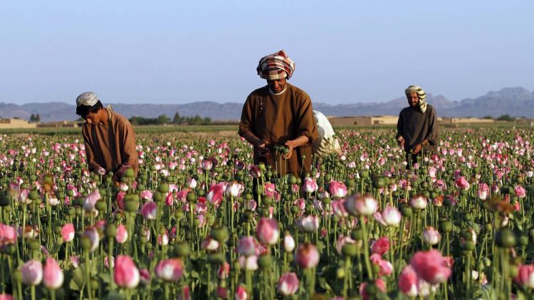 Afghanistan’s drug trade fuels extremism. Europe must act | View