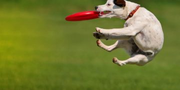 How to use EF Core as an in-memory database in ASP.NET Core 6