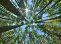 Intro to Redwood.js: Rapid application development with React