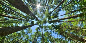 Intro to Redwood.js: Rapid application development with React