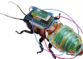 Japanese researchers develop cyborg cockroaches for one very bizarre reason