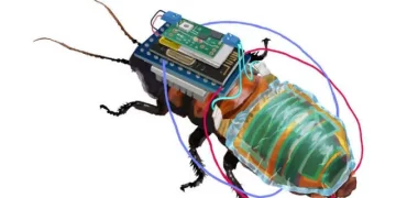 Japanese researchers develop cyborg cockroaches for one very bizarre reason