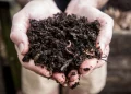 A new way to say goodbye_ How some US-based companies are turning deceased humans in to compost