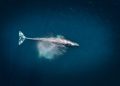 New High-Tech Buoys Can Help Migrating Whales Avoid Ship Collisions