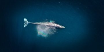 New High-Tech Buoys Can Help Migrating Whales Avoid Ship Collisions