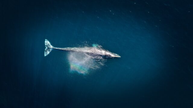New High-Tech Buoys Can Help Migrating Whales Avoid Ship Collisions