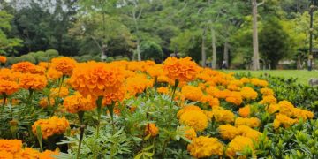 [Review] Samsung Galaxy Z Flip4 camera and battery performance