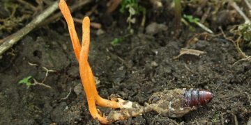 Uh Oh, Scientists Figured Out How to Grow Terrifying Parasitic Mushrooms in the Lab