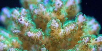 University of Galway turns to coral as a way to treat bone injuries