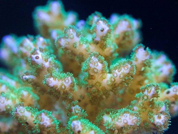 University of Galway turns to coral as a way to treat bone injuries