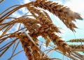 G7 Nations Want Russia To Extend Ukraine Grain Deal: US Official