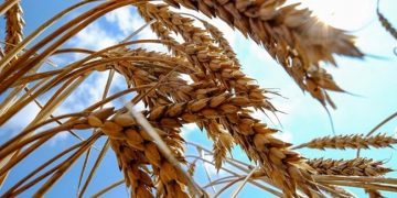 G7 Nations Want Russia To Extend Ukraine Grain Deal: US Official
