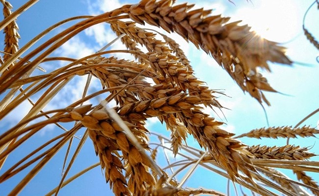 G7 Nations Want Russia To Extend Ukraine Grain Deal: US Official