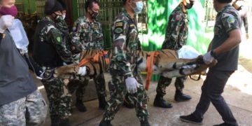 A group of six law enforcement officers walk out of a Thai zoo carrying a sedated tiger